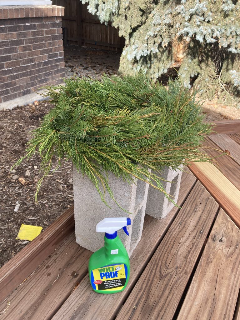 The wreath drying after being sprayed with anti-dessicant